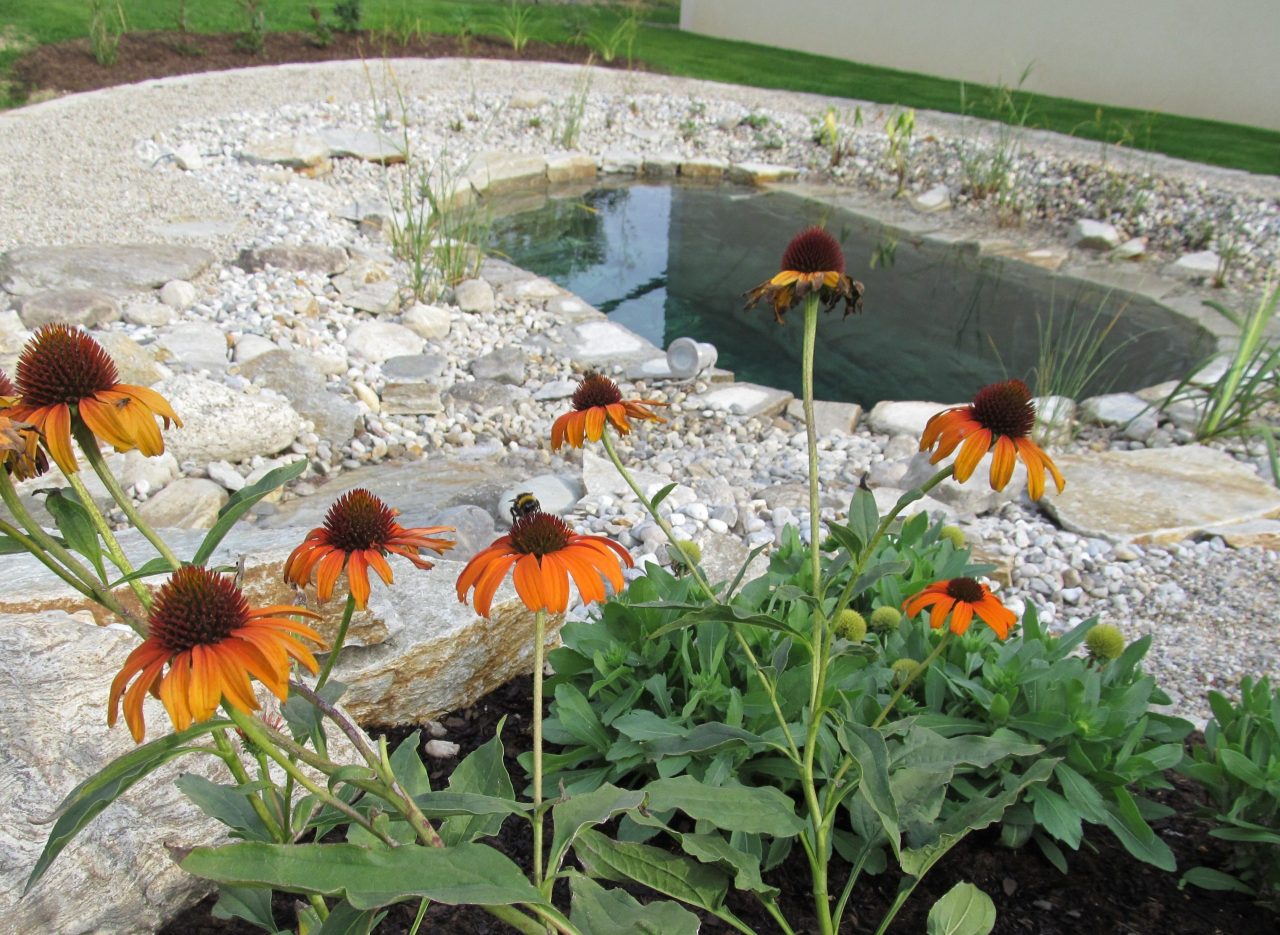 Gartenteich mit Blütenstauden im Vordergrund